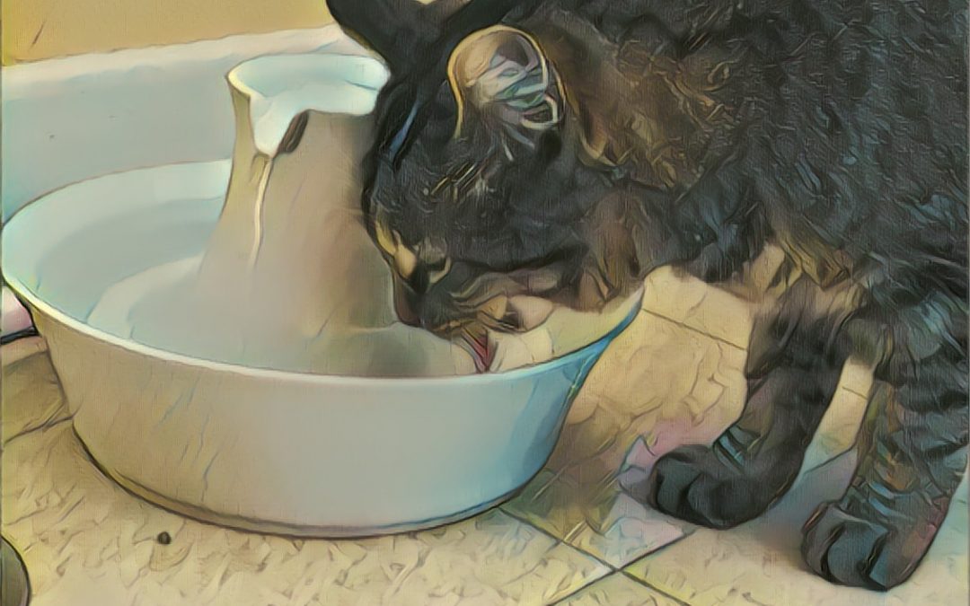 Best Cat Water Fountain – Your Cat Will Love It!
