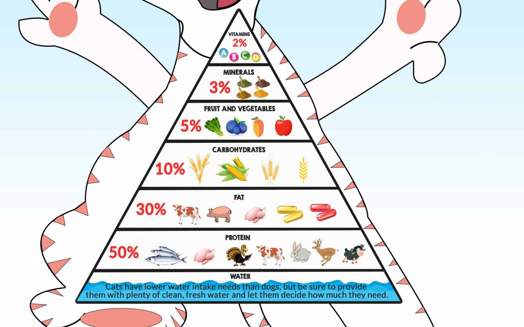 Cat Nutrition Infographic! – All You Need to Know