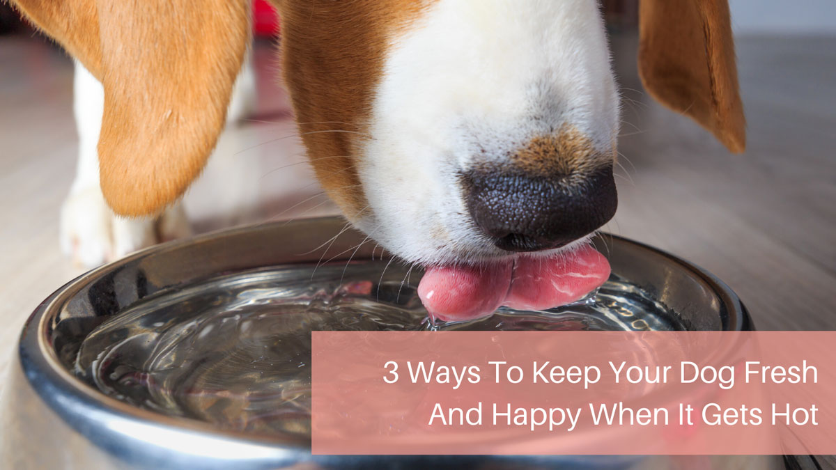 3 Ways To Keep Your Dog Fresh And Happy When It Gets Hot