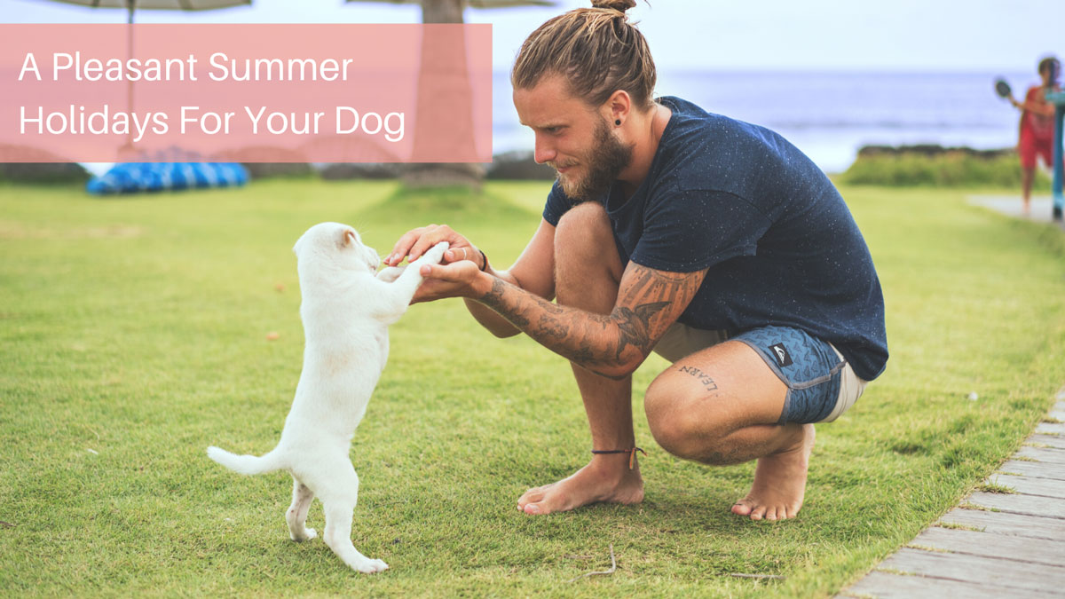 A Pleasant Summer Holidays For Your Dog