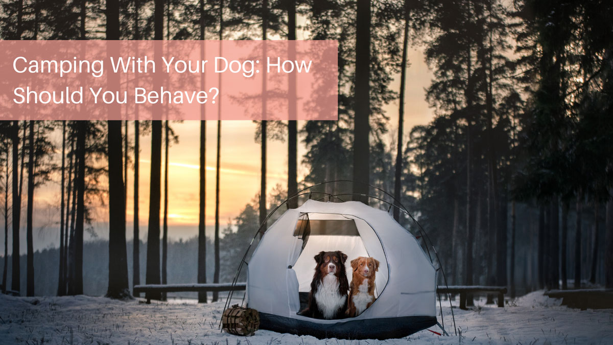 Camping With Your Dog How Should You Behave