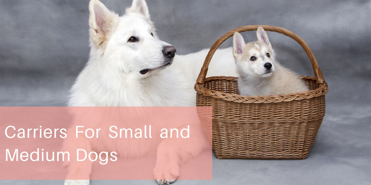 Carriers For Small and Medium Dogs