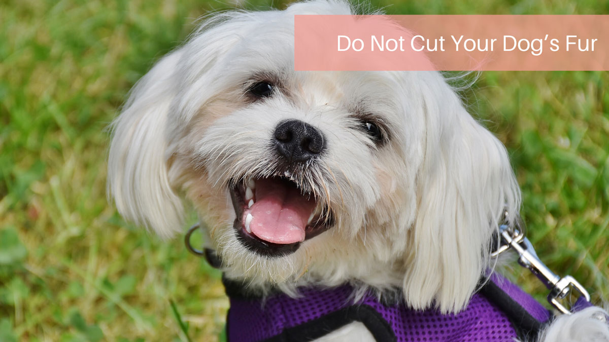 Do Not Cut Your Dog’s Fur