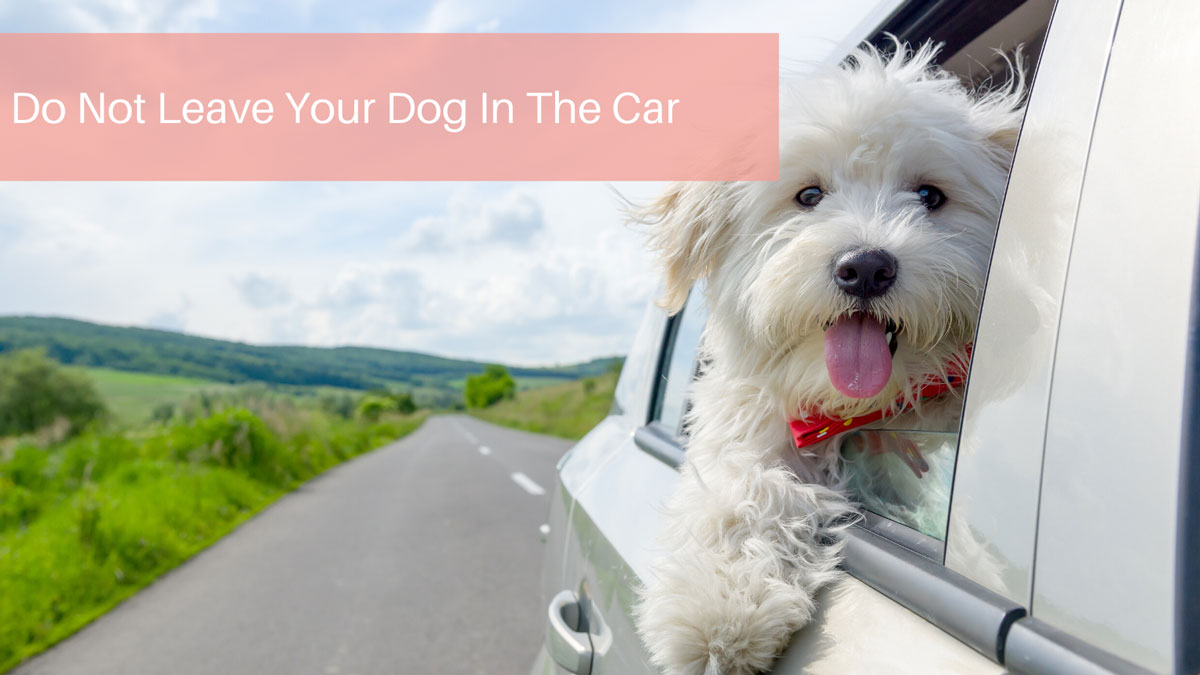 Do Not Leave Your Dog In The Car