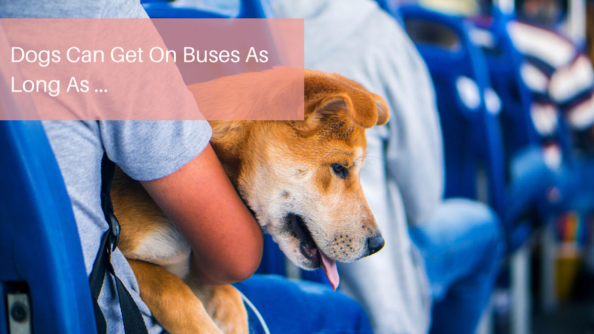 Dogs Can Get On Buses As Long As