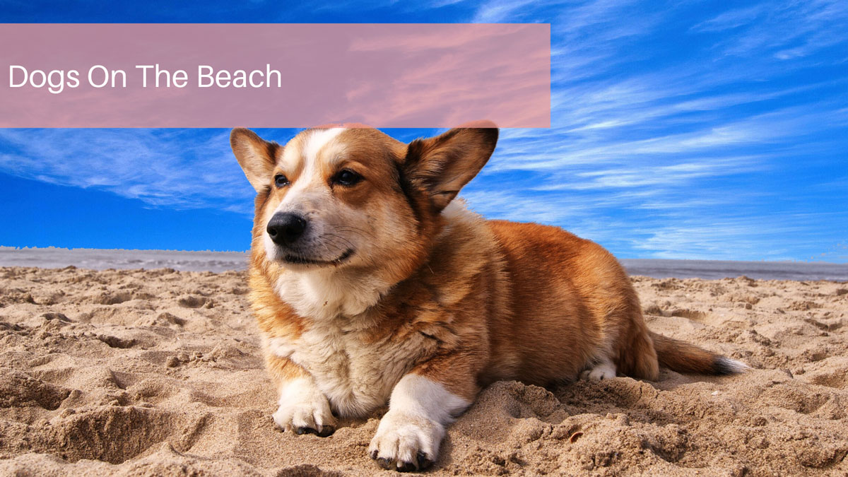 Dogs On The Beach