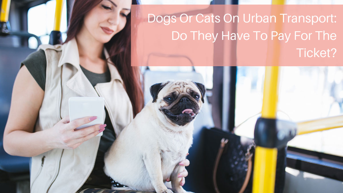 Dogs Or Cats On Urban Transport Do They Have To Pay For The Ticket