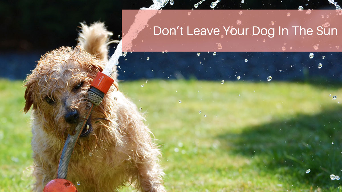 Don’t Leave Your Dog In The Sun