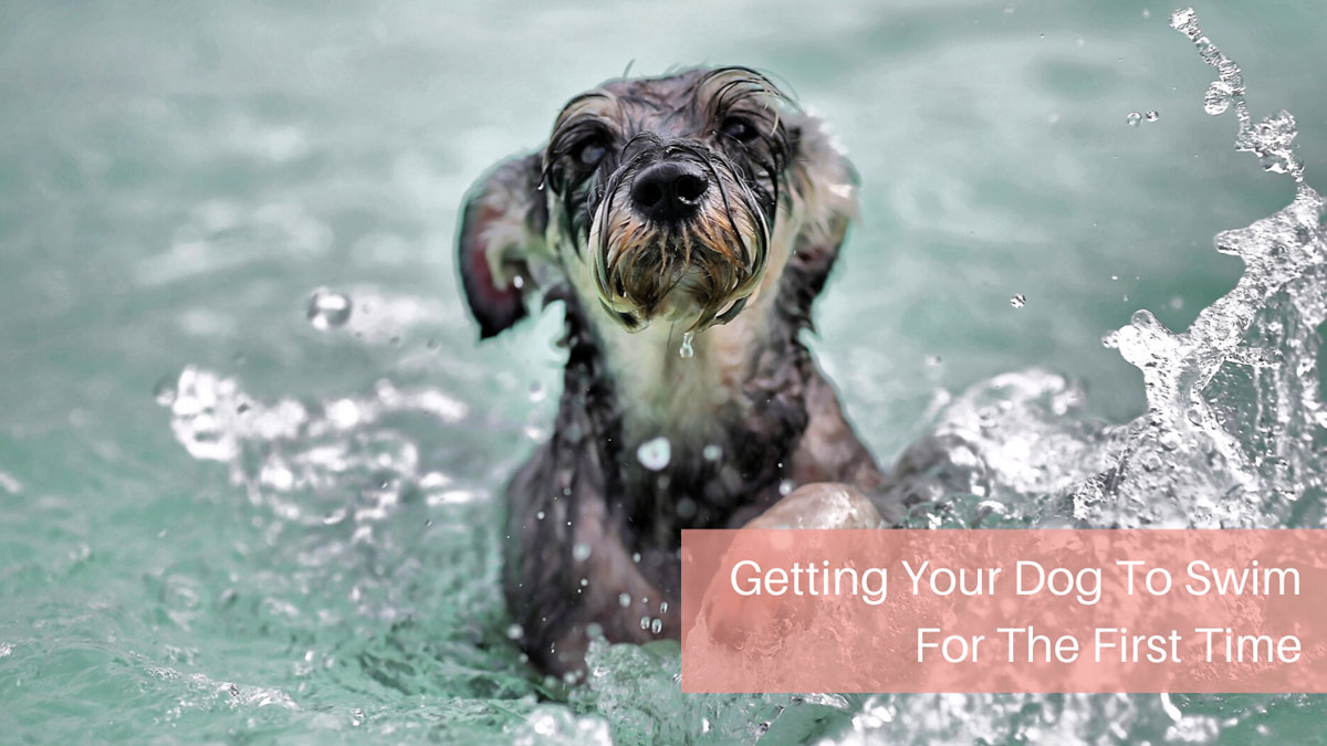 Getting Your Dog To Swim For The First Time