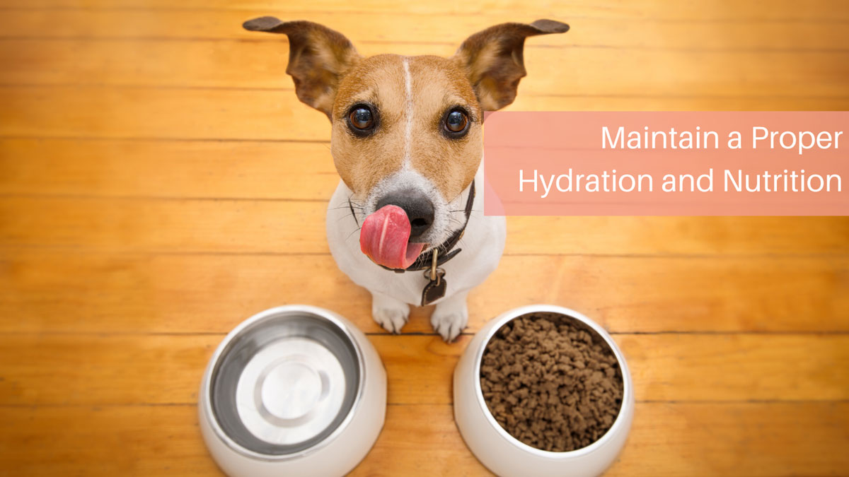 Maintain a Proper Hydration and Nutrition