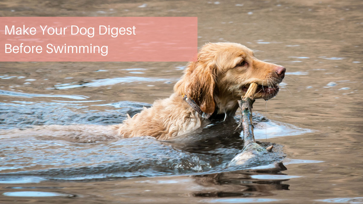 Make Your Dog Digest Before Swimming