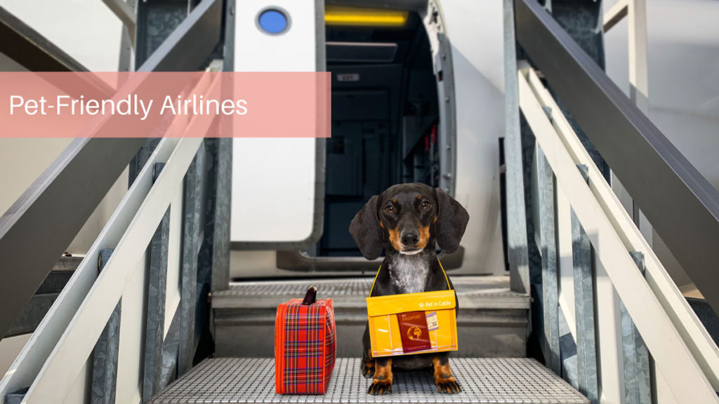 Pet-Friendly Airlines