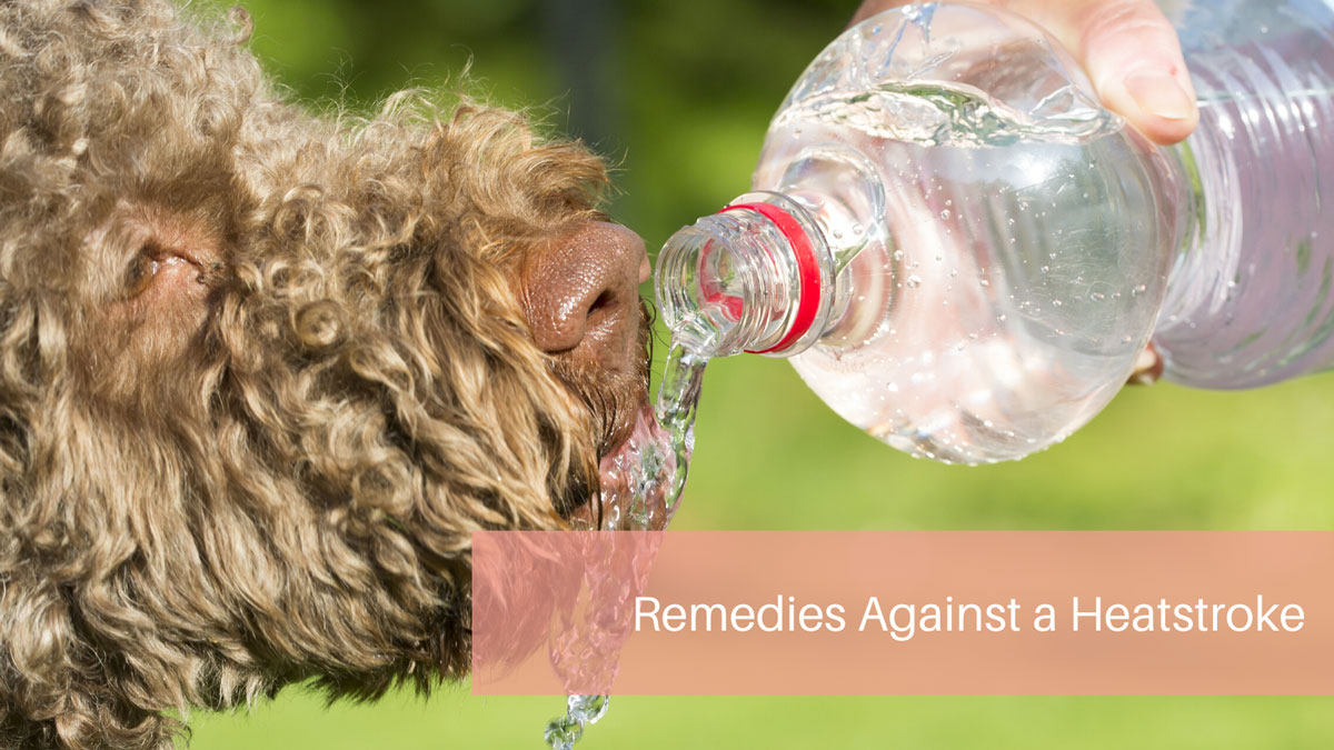 Remedies Against A Heatstroke