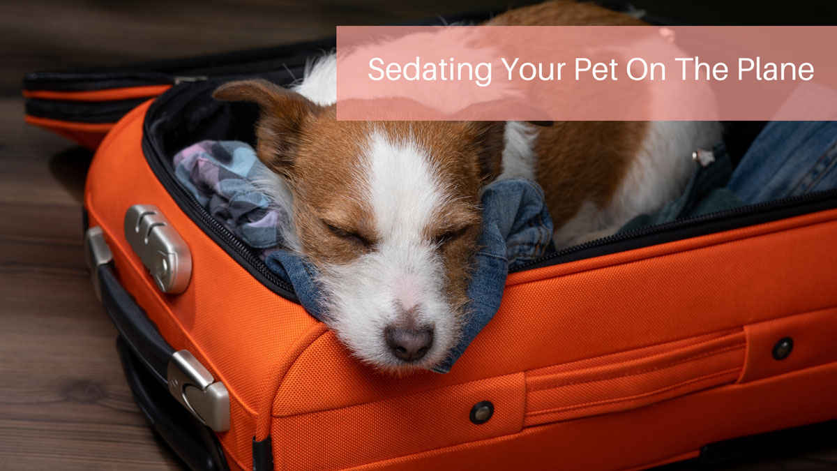 Sedating Your Pet On The Plane