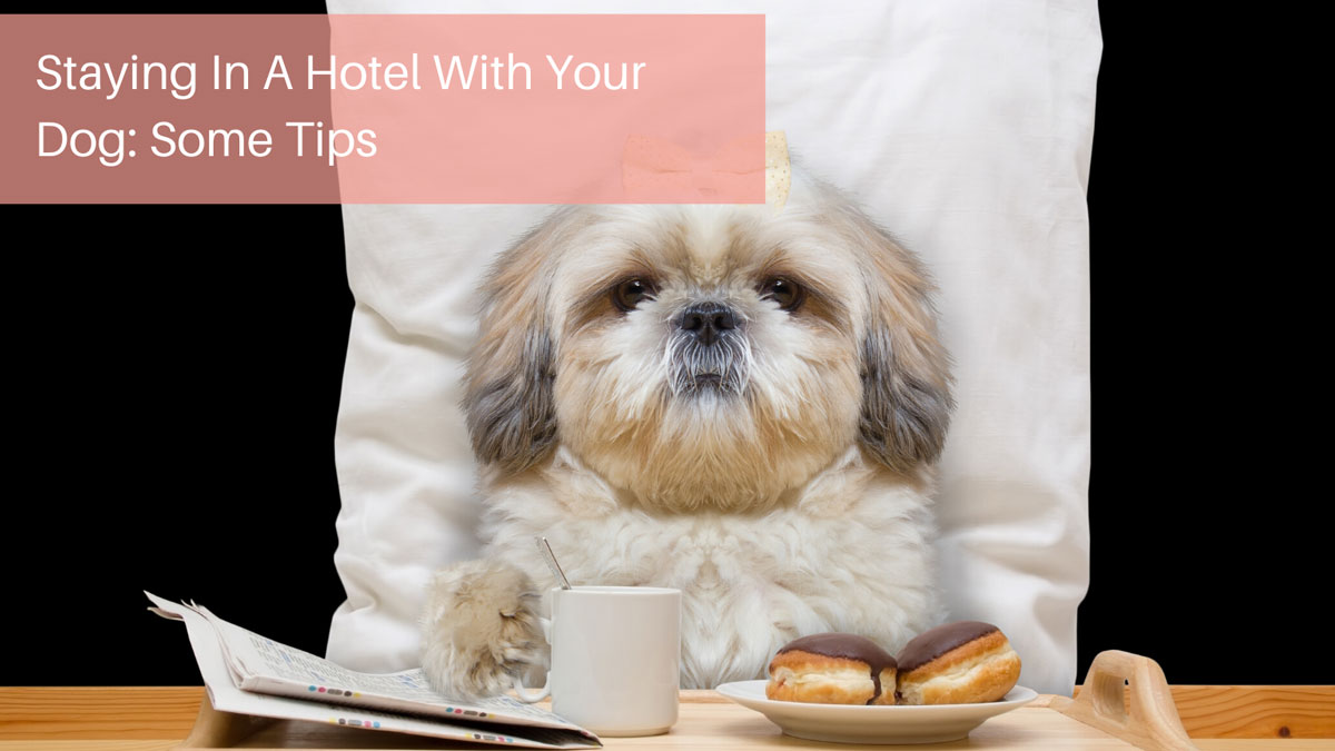Staying In A Hotel With Your Dog Some Tips