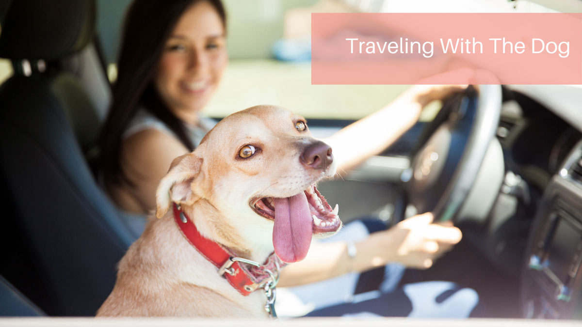 Traveling With The Dog