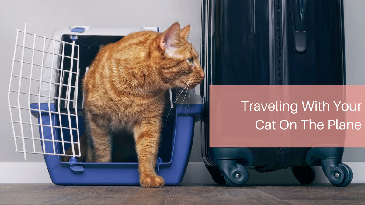 Traveling With Your Cat On The Plane