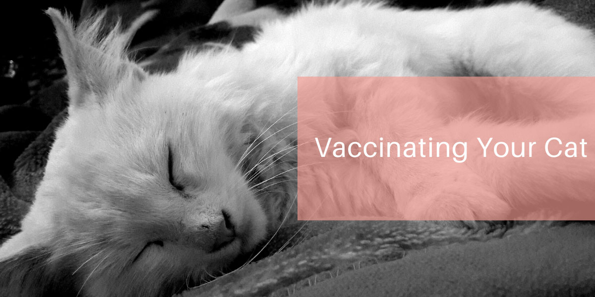 Vaccinating Your Cat