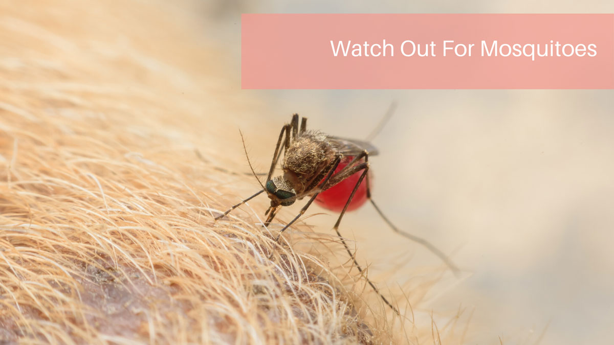 Watch Out For Mosquitoes