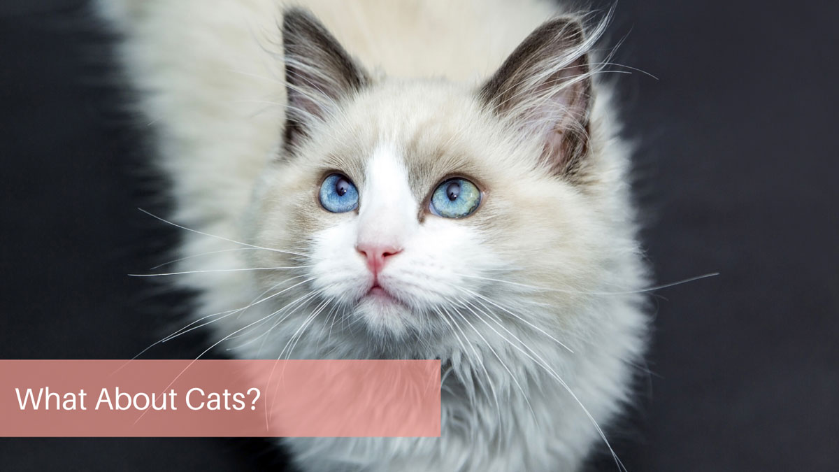 What About Cats