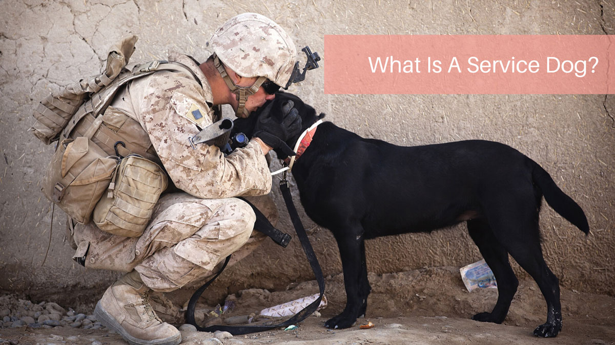 What Is A Service Dog