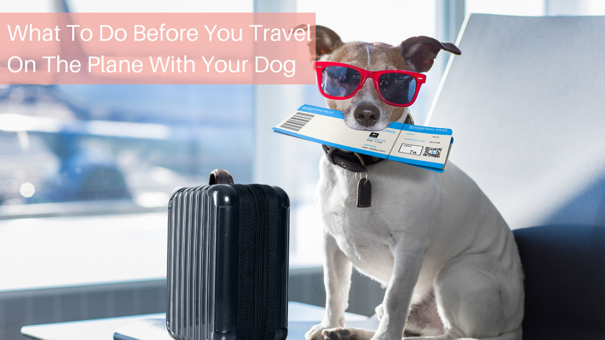 What To Do Before You Travel On The Plane With Your Dog