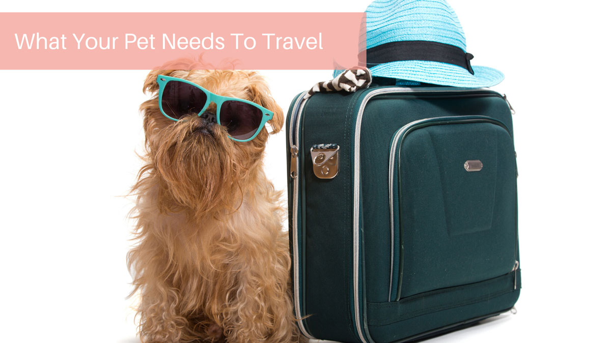 What Your Pet Needs To Travel
